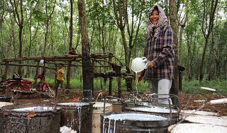Cambodia makes over $328 mln from rubber latex exports in the first 8 months of 2025